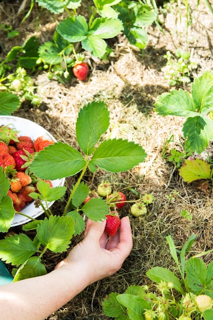 Die Hand einer Frau sammelt reife Erdbeeren aus dem Garten