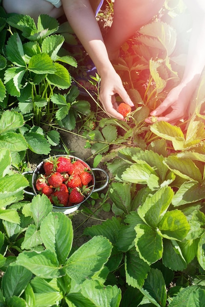 Die Hand einer jungen Frau pflückt die frischen Erdbeeren in der Draufsicht des Gartens