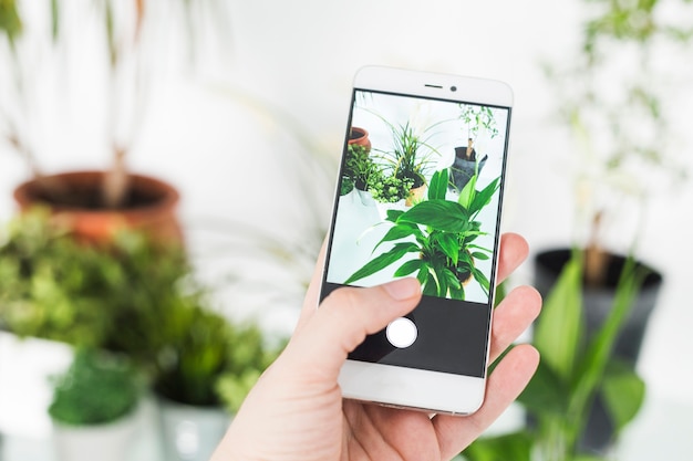 Die Hand einer Person, die Foto der Topfpflanze mit Smartphone macht