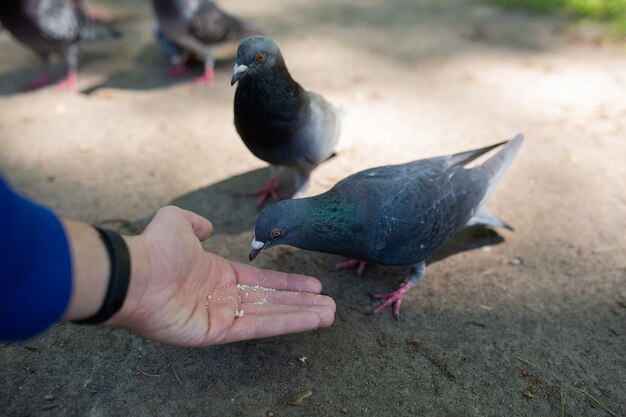 Die Hand eines Mannes, der Samen hält, der Brot isst und Taubenvögel auf der Straße im Park füttert