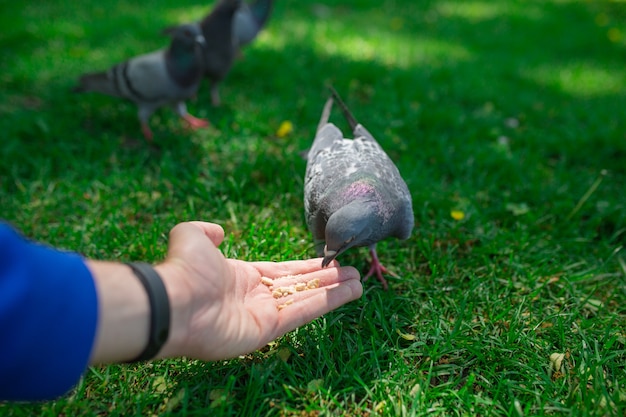 Die Hand eines Mannes, der Samen hält, der Brot isst und Taubenvögel auf der Straße im Park füttert