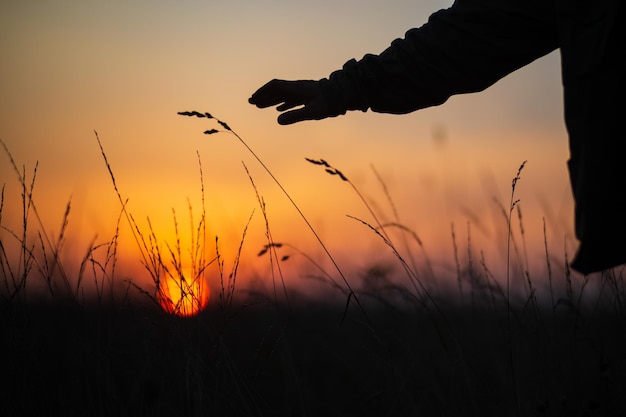 Die Hand eines Mannes, die Gras bei Sonnenuntergang berührt. Fürsorge für die Umwelt. Die Ökologie ist das Konzept, die Welt zu retten und die Natur durch den Menschen zu lieben