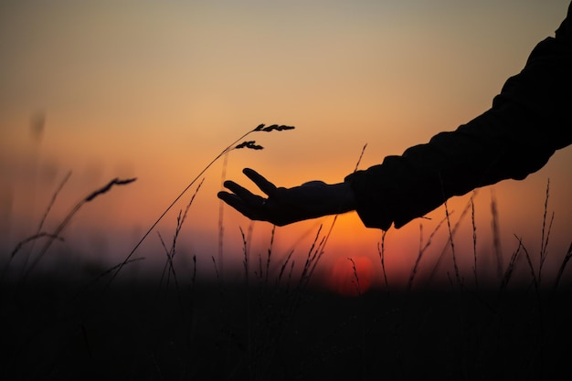 Die Hand eines Mannes, die Gras bei Sonnenuntergang berührt. Fürsorge für die Umwelt. Die Ökologie ist das Konzept, die Welt zu retten und die Natur durch den Menschen zu lieben