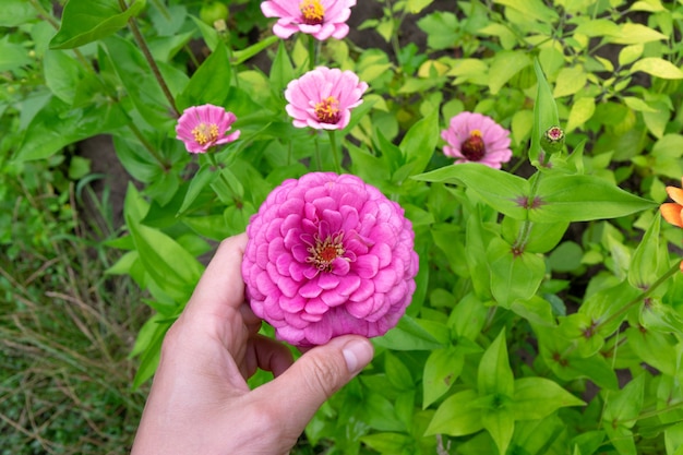 Die Hand eines Mannes hält eine rosa Blume Zinnia elegans oder einen Major. Schönes blühendes Blumenbeet. Ansicht von oben