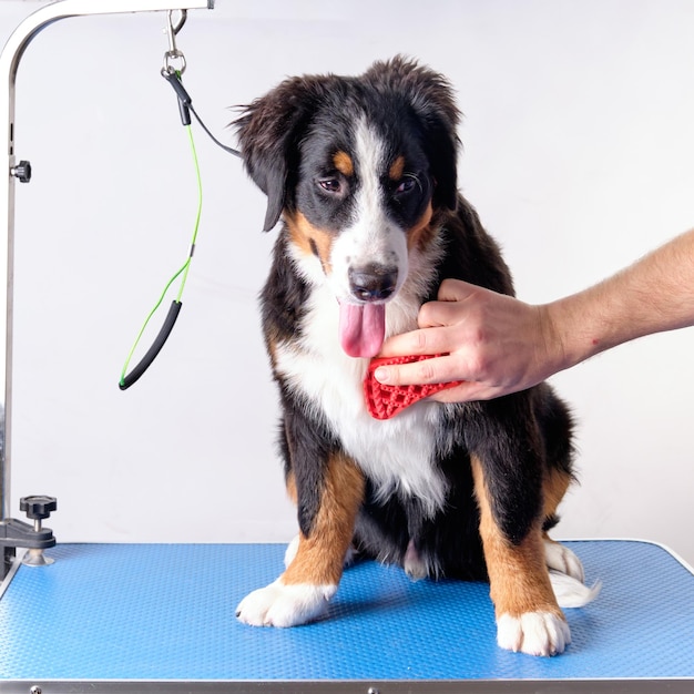 Die Hand eines Mannes mit einer Silikonbürste kämmt die Brust eines Berner Sennenhund-Welpen Pflegekonzept