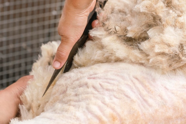 Die Hand eines scherenden Mannes mit einer Schere schneidet einem weißen Schaf die Haare