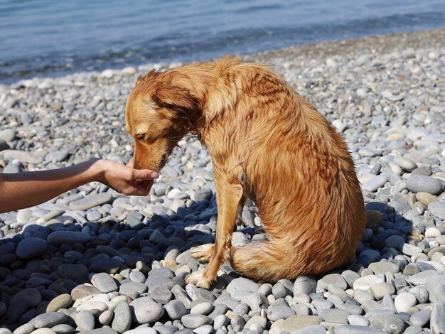 Die Hand gibt dem nassen roten Hund am Kieselstrand an einem sonnigen Tag Futter