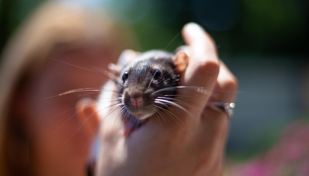 Die Hand hält die Rattenansicht mit Nahaufnahme