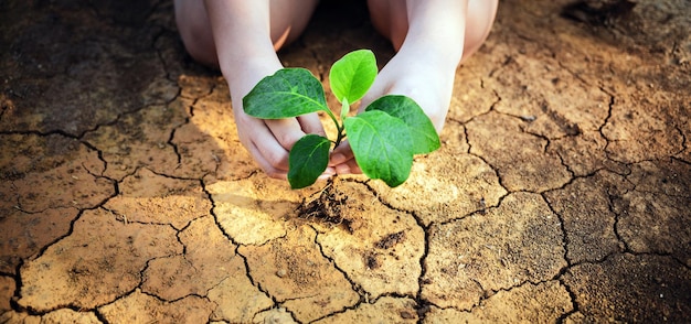 Die Hand hält einen Baum, der auf rissiger Erde wächst und die Umwelt und die globale Erwärmung rettet