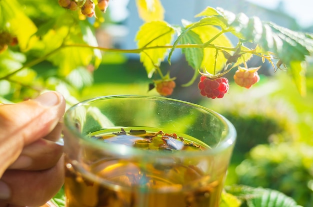 Die Hand hält einen Becher mit frischem heißen schwarzen Tee Schönen grünen Hintergrund der Vegetation am Morgen mit den Strahlen der Sonne Belebendes Getränk