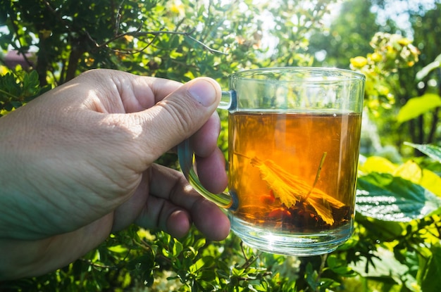 Die Hand hält einen Becher mit frischem heißen schwarzen Tee Schönen grünen Hintergrund der Vegetation am Morgen mit den Strahlen der Sonne Belebendes Getränk