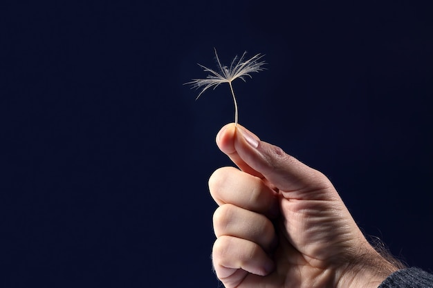 Die Hand mit dem Samen eines Löwenzahns an einer dunklen Wand