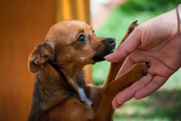 Die Hand streichelt den Hund, Pinscher