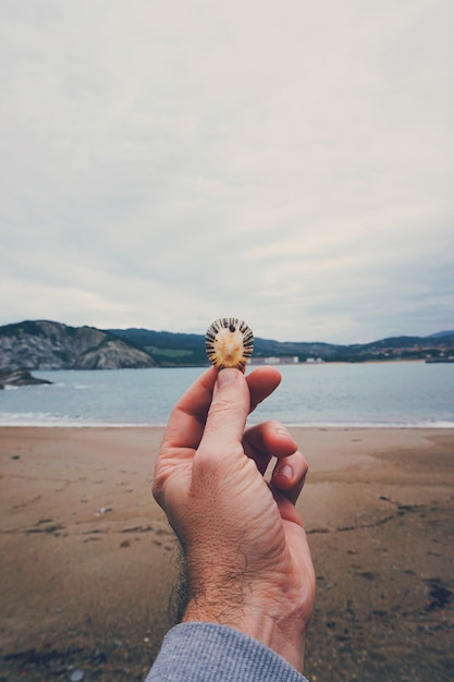 Die Hand und Muschel am Strand