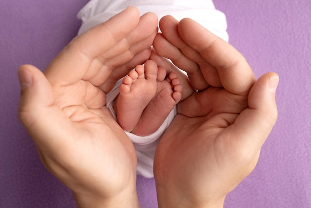 Die Handflächen der Eltern Ein Vater und eine Mutter halten die Füße eines neugeborenen Kindes in einer weißen Decke auf violettem Hintergrund Die Füße eines Neugeborenen in den Händen der Eltern Foto von Fußabsätzen und Zehen