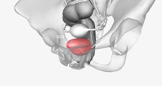 Die Harnblase ist ein muskelbeutelartiges Organ des Harnsystems