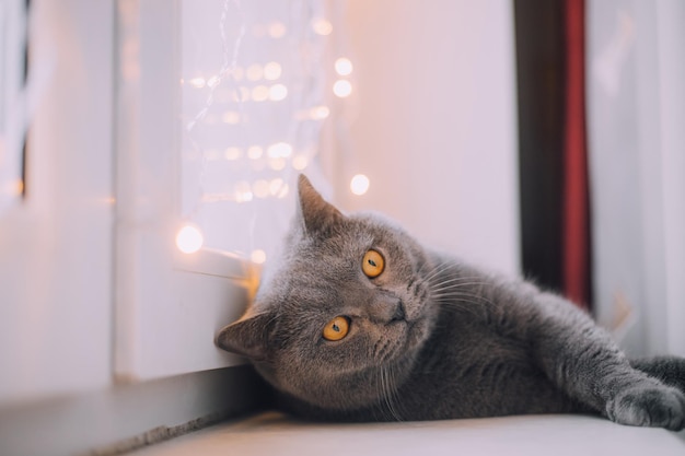 Die Hauskatze sitzt mit Girlande am Fenster Haustiere Silvesterstimmung Silvesterstimmung Wohndeko Geschenke für Haustiere