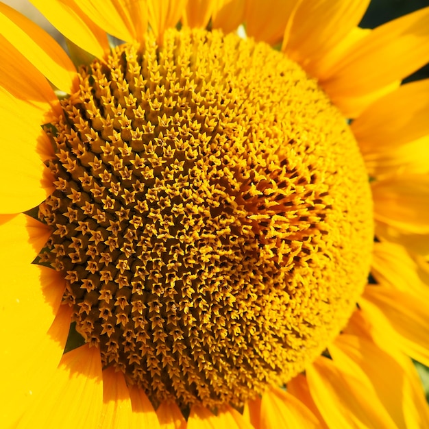 Die Helianthus-Sonnenblume ist eine Pflanzengattung aus der Familie der Asteraceae. Jährliche Sonnenblume und Knollensonnenblume