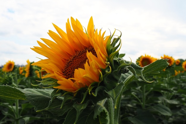 Die Helianthus-Sonnenblume ist eine Pflanzengattung aus der Familie der Asteraceae