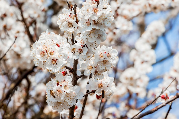 Die helle Aprikose blüht bei sonnigem Wetter und die Biene fliegt zu den Blumen