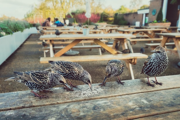 Die Herde der Comon-Stare setzte sich auf einen Tisch in einem Café im London Park