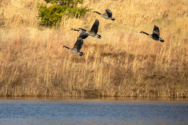 Foto die herde kanadagänse im flug