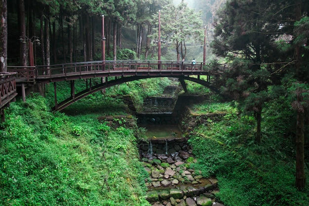 Die hölzerne Brücke im Wald bei Alishan, Taiwan