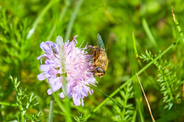 Die Honigbiene Apis mellifera sammelt Pollen für Honig aus der Blüte