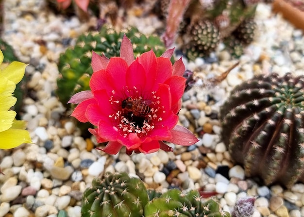 Foto die honigbiene bestäubt die echinopsis-kaktusblume im garten