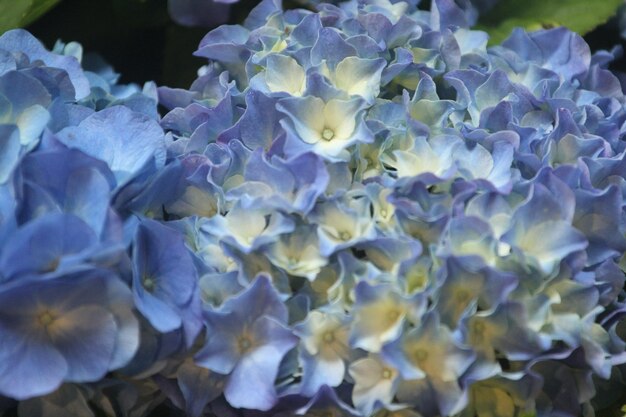 Foto die hortensie ändert ihre farbe aufgrund des ph-wertes der umgebung