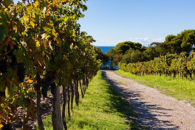 Die hügelige Straße mitten in den Weinbergen