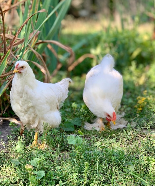 die Hühner auf dem Bauernhof