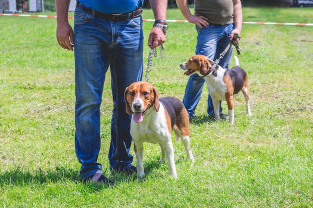 Die Hunde der Rassen züchten einen estnischen Hund an der Leine neben seinem Besitzer