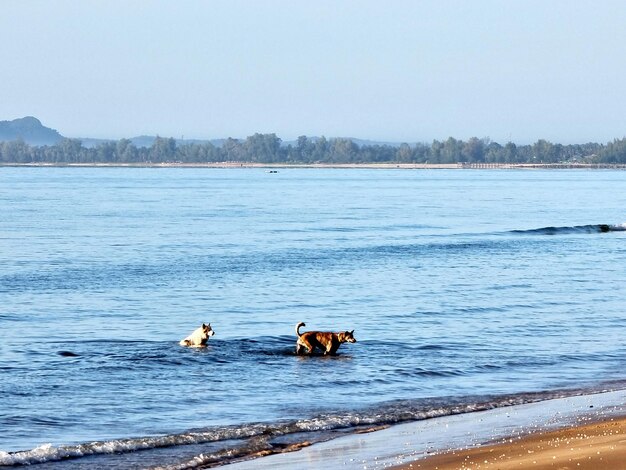 Die Hunde laufen auf den Meereswellen des Strandes