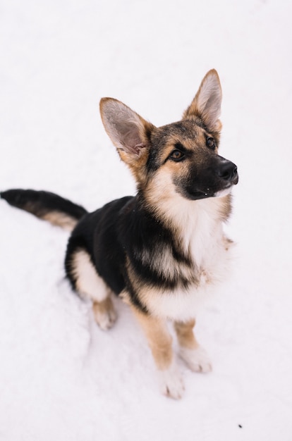 Die Hunderasse Deutscher Schäferhund hört ihrem Besitzer mit voller Hingabe und Verständnis sehr aufmerksam zu.