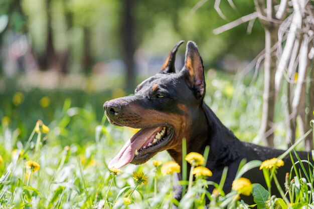 Die Hunderasse Dobermann Pinscher liegt auf einem grünen Rasen