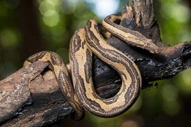 die indonesische Baumboa Candoia carinata oder pazifische Bodenboaschlange