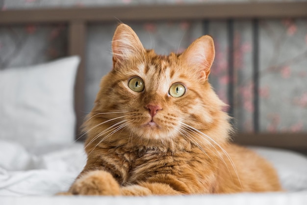 Foto die ingwer-tabby-katze liegt im sanften morgenlicht auf dem bett und hat die pfote gefaltet. wunderschöne, gemütliche katzenhaustiere