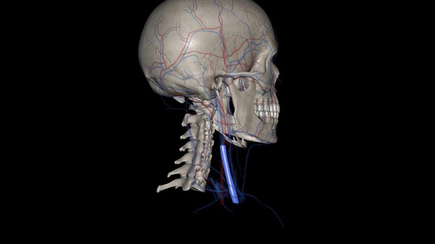 Die innere Halsader ist eine gepaarte venöse Struktur, die Blut aus den oberflächlichen Regionen des Gesichts und des Halses des Gehirns sammelt