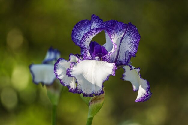 Foto die irisblume im garten im glanz der untergehenden sonne