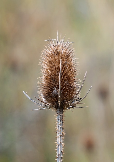 die isolierte Pflanze im Garten in der Natur