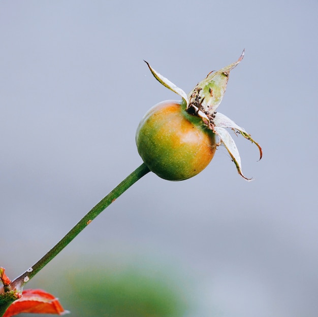 die isolierte Pflanze im Garten in der Natur