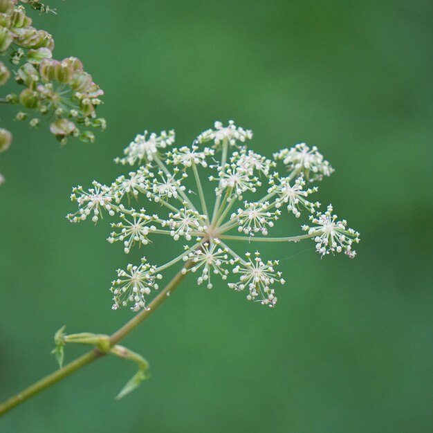 die isolierten Pflanzen im Garten in der Natur