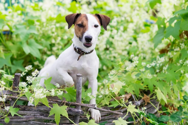 Die Jack-Russell-Natur