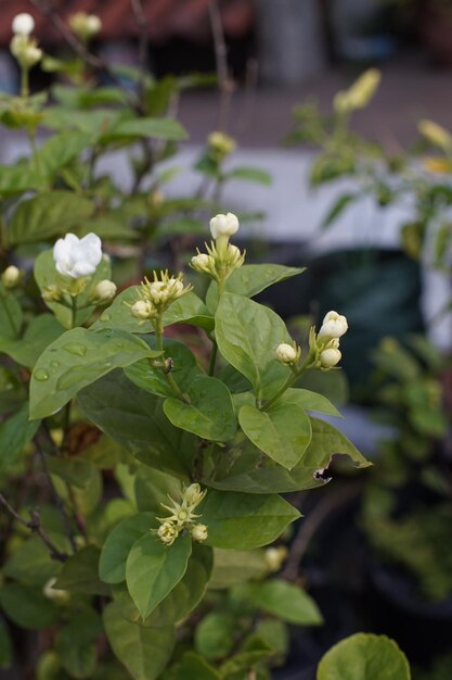 Die Jasminpflanze, die blüht, ist weiß.