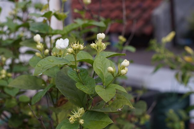 Foto die jasminpflanze, die blüht, ist weiß.