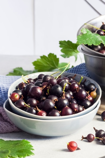 die jostaberry ribes x nidigrolaria hybride aus schwarzer Johannisbeere und Stachelbeere in einer Schüssel