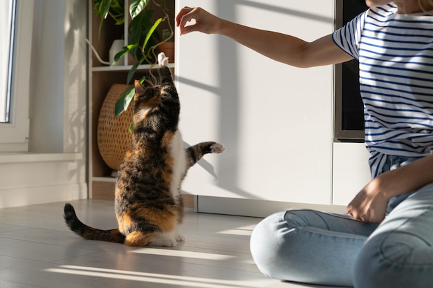 Die junge Besitzerin genießt und trainiert ihre geliebte dreifarbige Katze in einem gemütlichen Zimmer zu Hause. Tierliebhaber