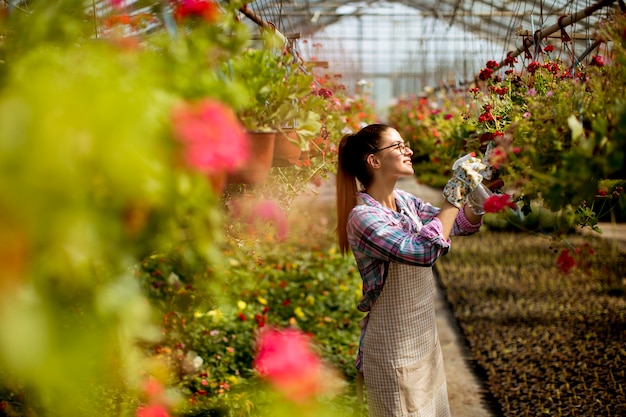 Die junge Frau, die mit Frühling arbeitet, blüht im Gewächshaus