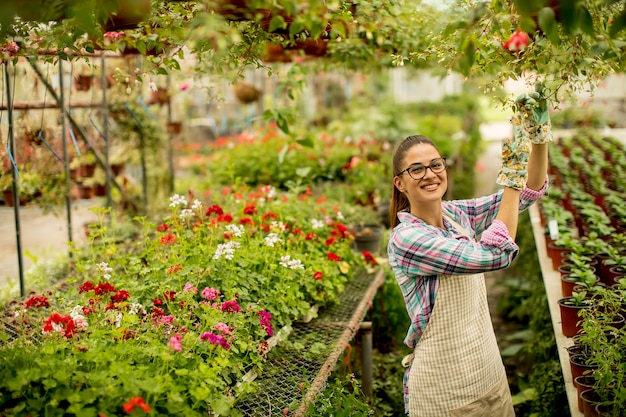 Die junge Frau, die mit Frühling arbeitet, blüht im Gewächshaus